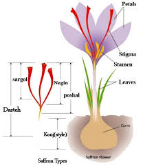 مشخصات گیاهشناسی زعفران
